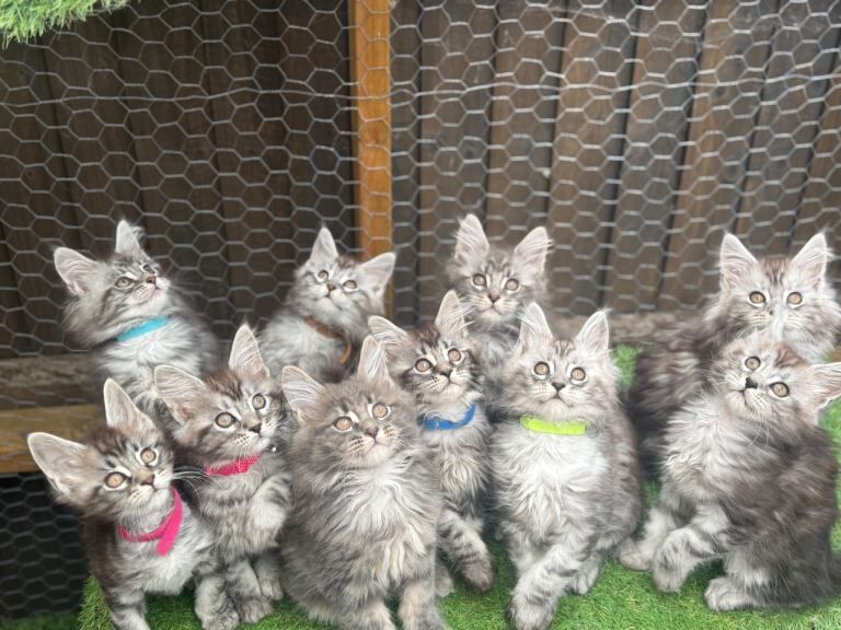 Pure bred Maine coon kittens from champion blood line