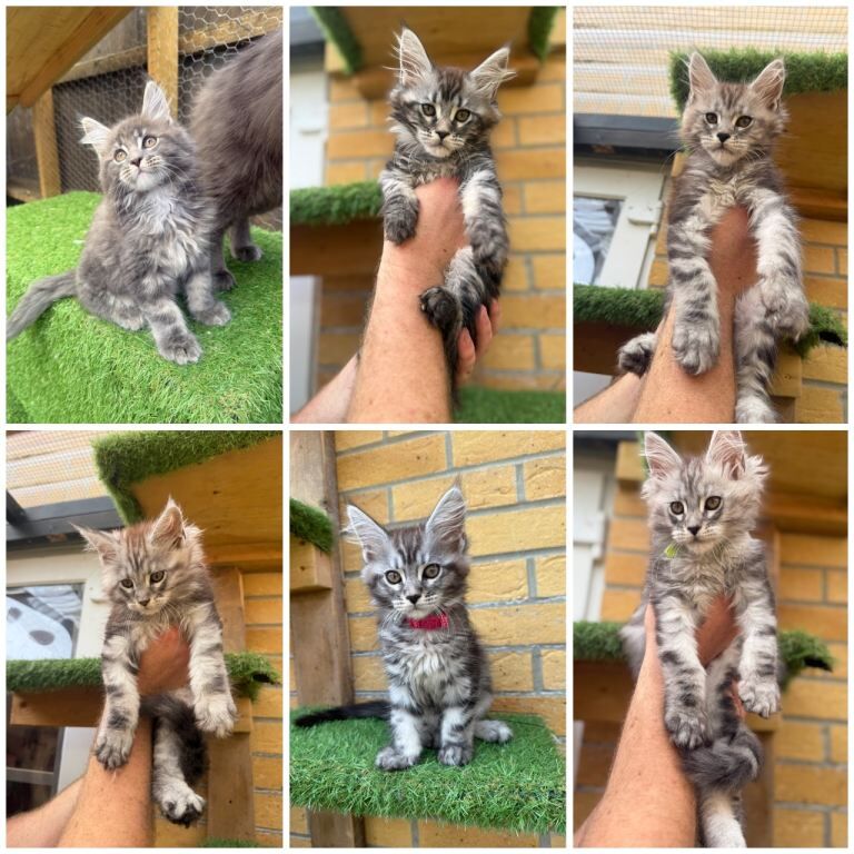 Pure bred Maine coon kittens from champion blood line - Image 2 of 4