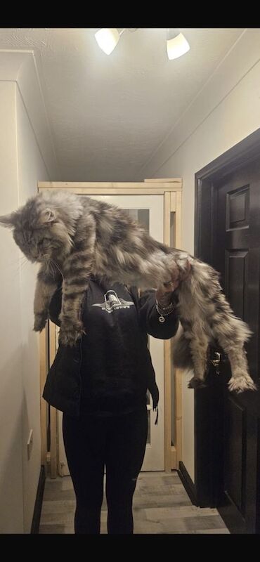 Pure bred Maine coon kittens from champion blood line - Image 3 of 4