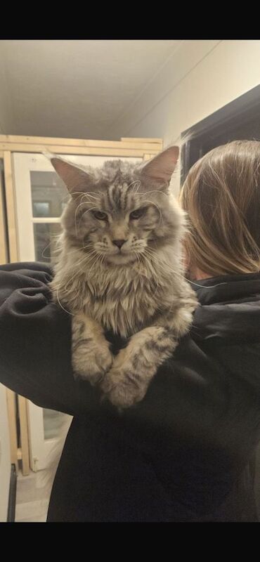 Pure bred Maine coon kittens from champion blood line - Image 4 of 4