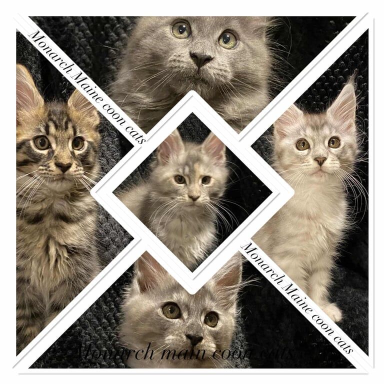 Maine Coon kittens for sale in Thetford, Norfolk – 3 months old