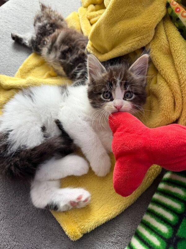 Pure breed Maine Coon Kittens