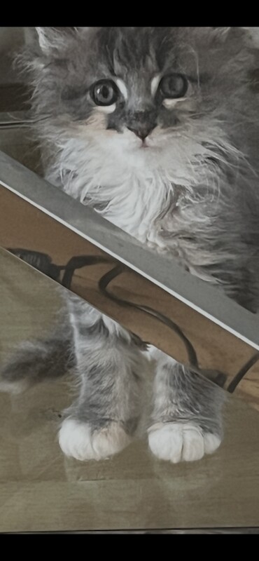 Pure breed Maine coon long haired girl kitten