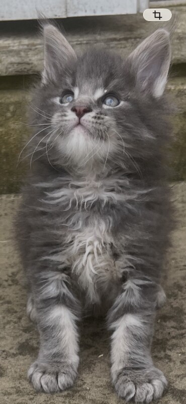 Pure breed Maine coon silver coated kitten