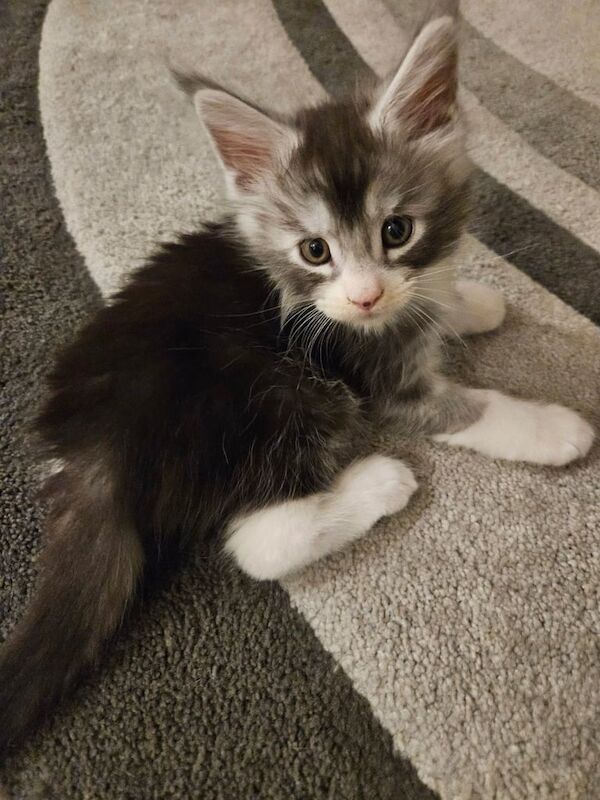 Maine Coon kittens for sale in London – 7 weeks old - Image 2 of 3