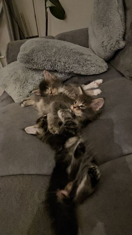 Maine Coon kittens for sale in London – 7 weeks old - Image 3 of 3