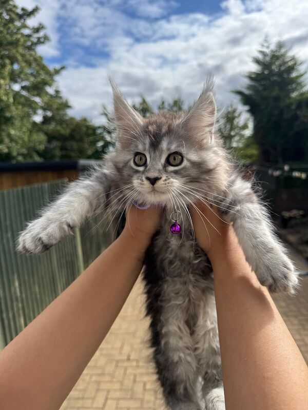 Pure Maincoon kittens in Birmingham