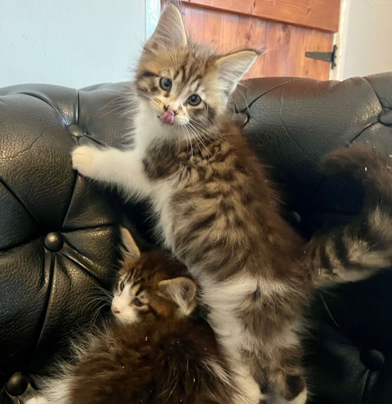 Maine Coon Kittens For Sale