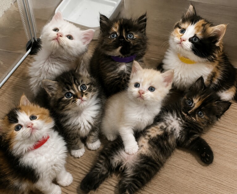 pure maine coon kittens READY NOW