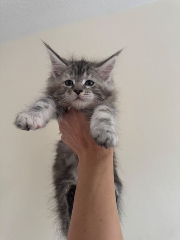 Pure mainecoons