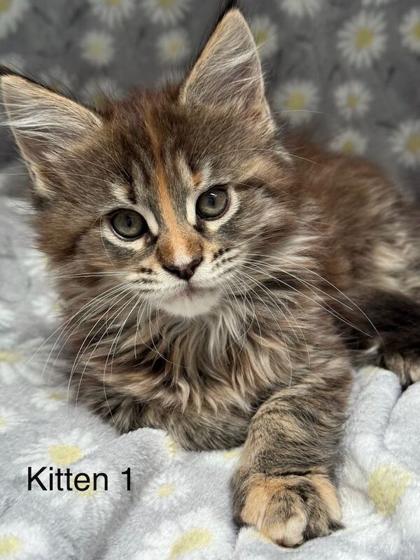 Maine Coon kittens for sale in Paisley, Renfrewshire – 8 weeks old