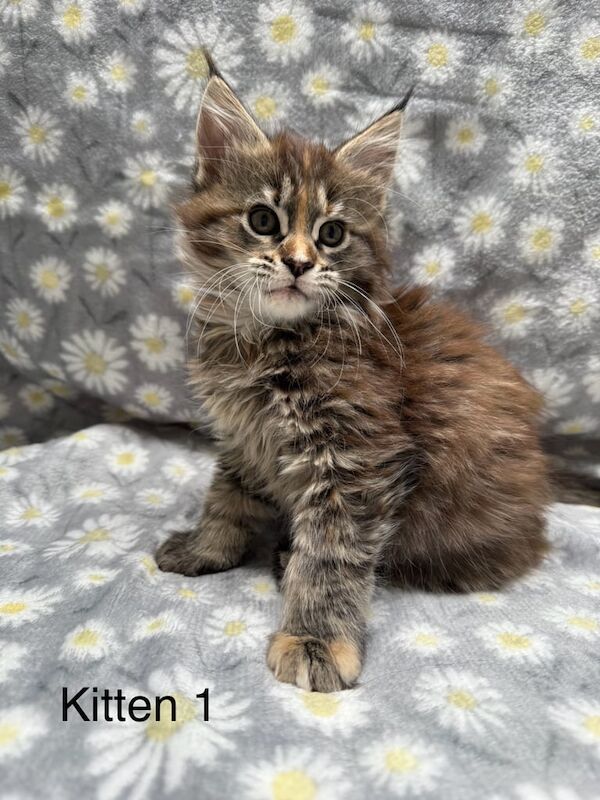 Maine Coon kittens for sale in Paisley, Renfrewshire – 4 months old - Image 2 of 3