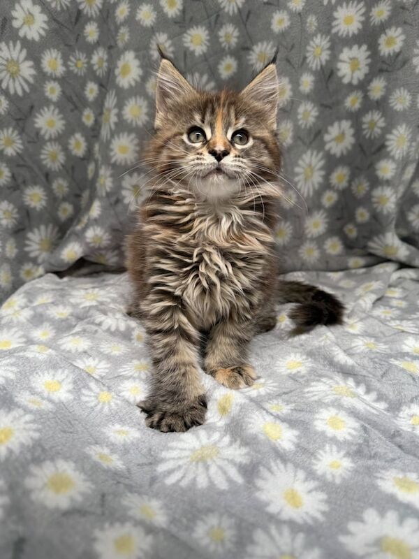 Maine Coon kittens for sale in Paisley, Renfrewshire – 4 months old - Image 3 of 3