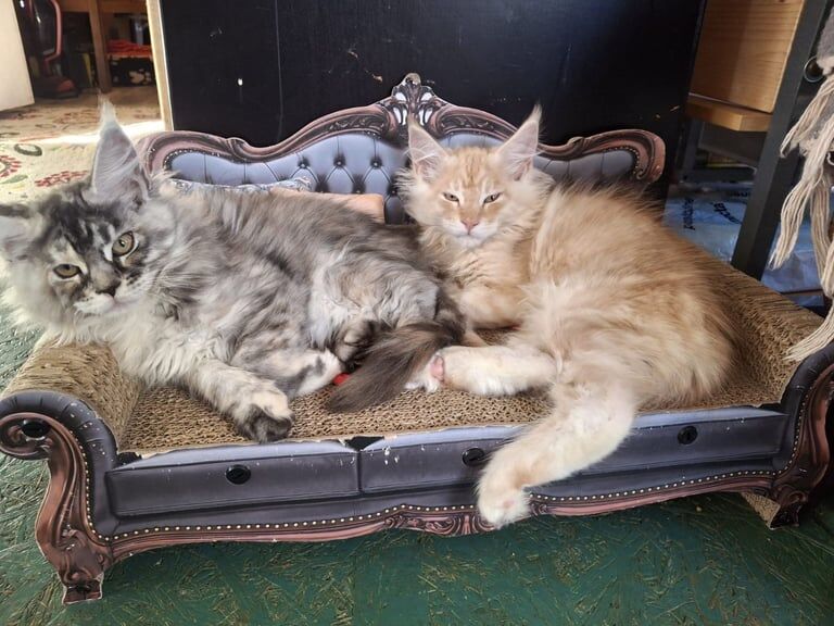 Maine Coon kittens for sale in Barton-upon-Humber, Lincolnshire – 3 months old