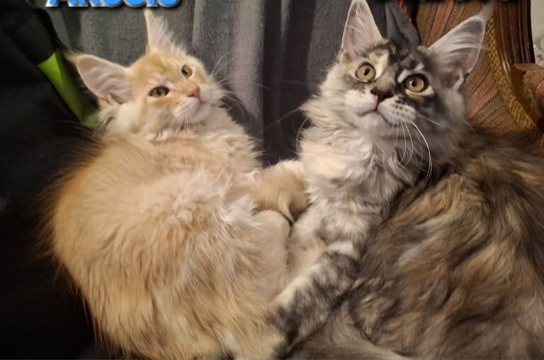 Pure Pedigree Maine Coon Kittens – WCF (World Cat Federation) registered - Image 2 of 3
