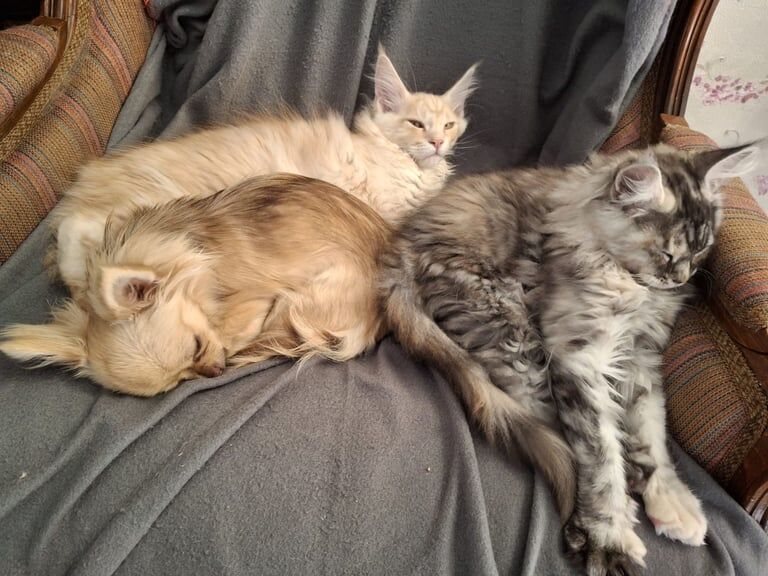 Pure Pedigree Maine Coon Kittens – WCF (World Cat Federation) registered - Image 3 of 3