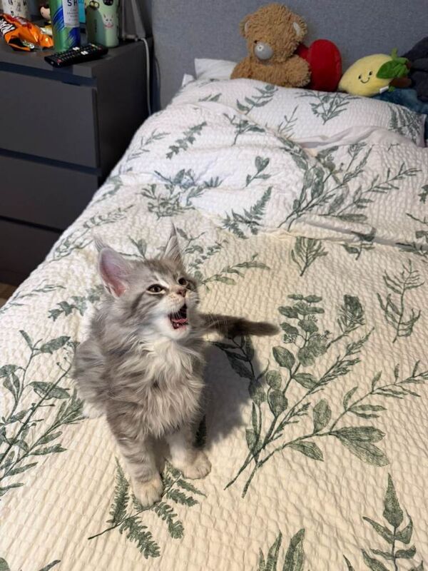 Maine Coon kittens for sale in Lurgan, County Armagh – 9 weeks old