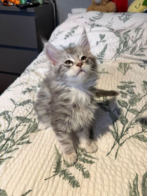 Maine Coon kittens for sale in Lurgan, County Armagh – 9 weeks old - Image 2 of 5