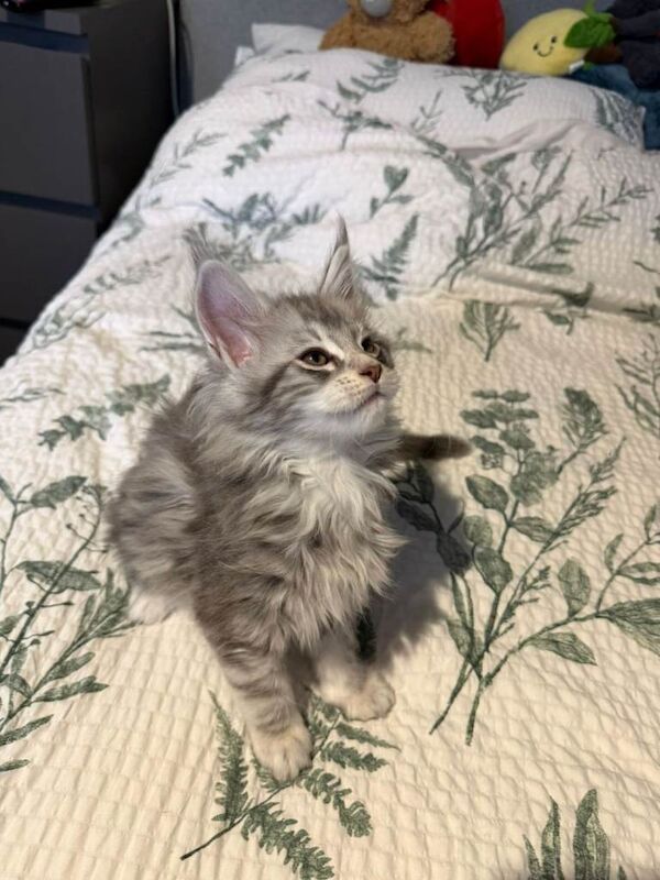 Maine Coon kittens for sale in Lurgan, County Armagh – 9 weeks old - Image 3 of 5