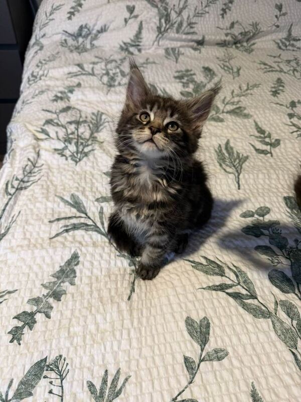 Maine Coon kittens for sale in Lurgan, County Armagh – 9 weeks old - Image 5 of 5