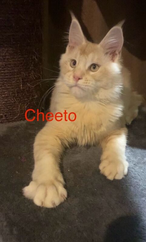 Purebred Maine Coon Kittens