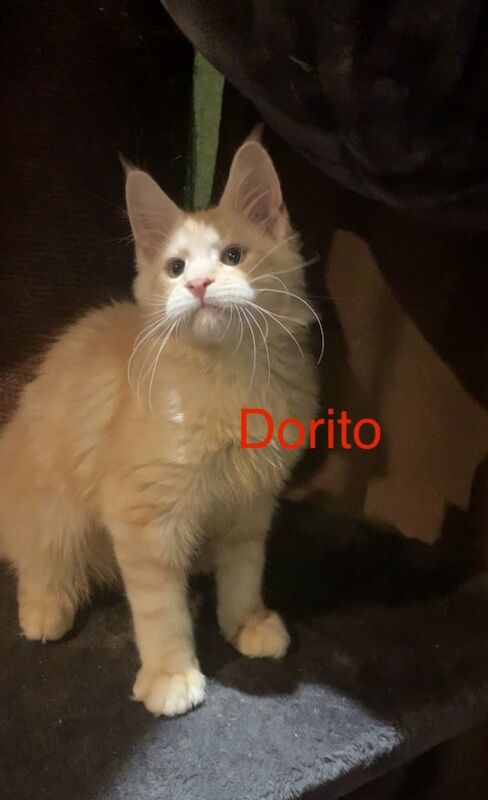 Purebred Maine Coon Kittens - Image 2 of 5