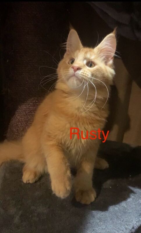 Purebred Maine Coon Kittens - Image 3 of 5