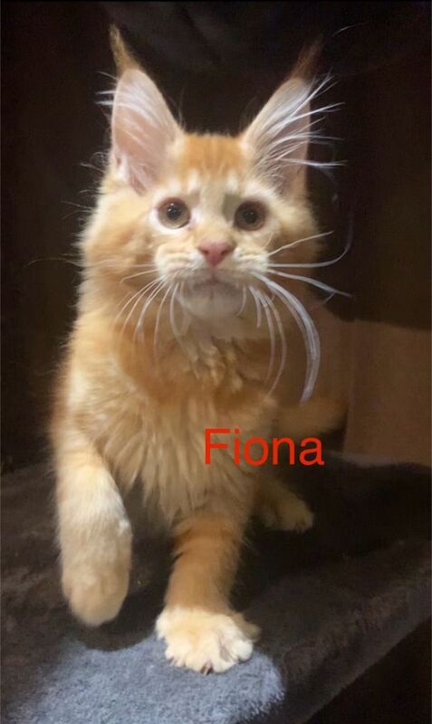 Purebred Maine Coon Kittens - Image 4 of 5