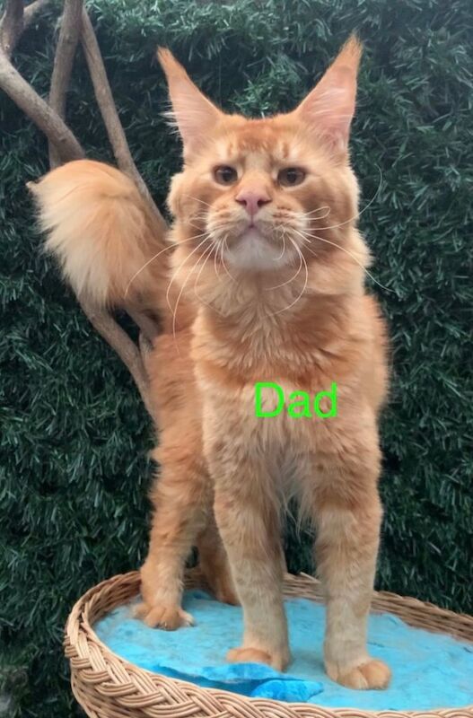 Purebred Maine Coon Kittens - Image 5 of 5