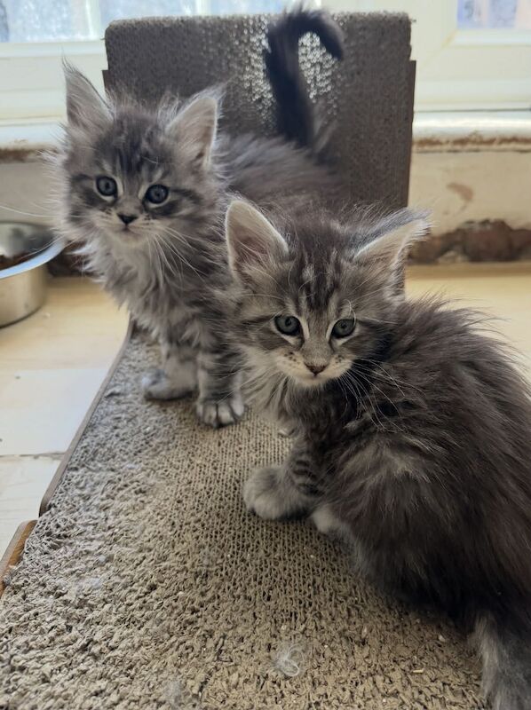 TICA Registered Maine Coon Kittens For Sale