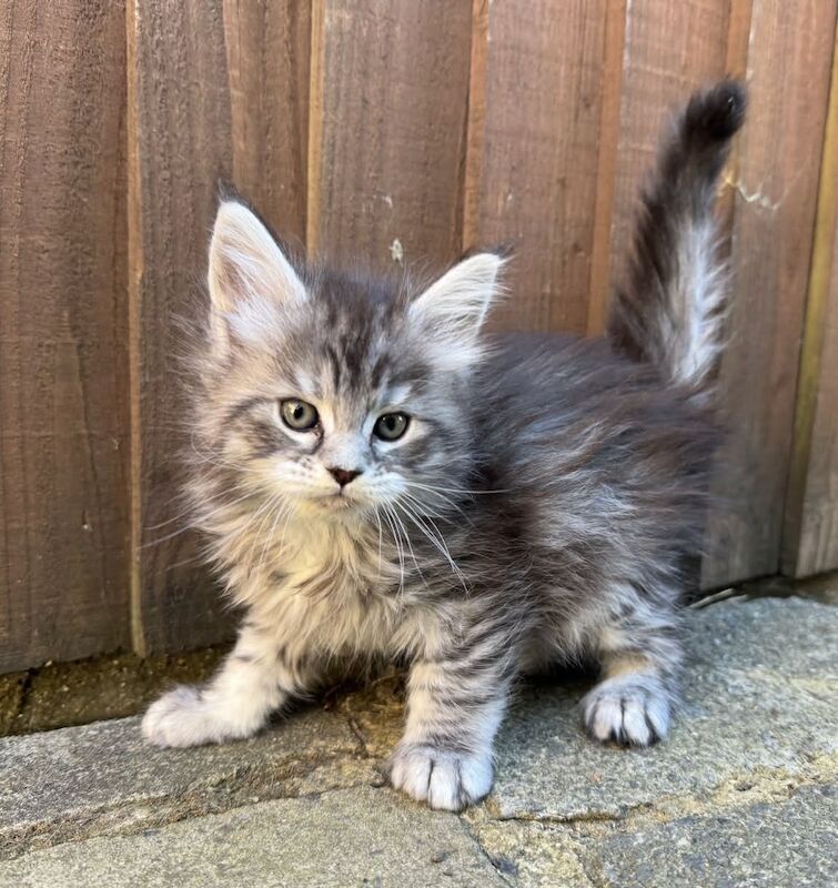 Purebred Maine Coon kittens, active, ready to leave - Image 2 of 14