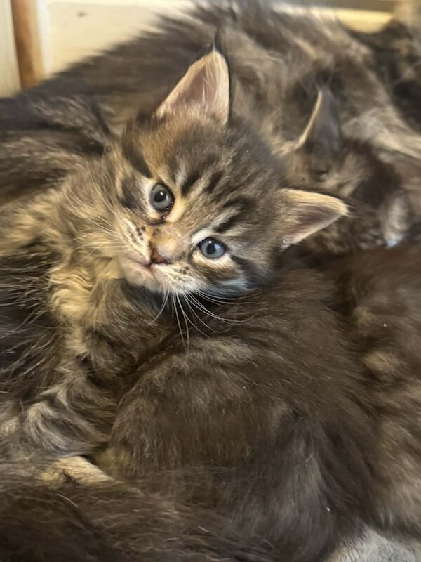 Purebred Maine Coon kittens, active, ready to leave - Image 3 of 14