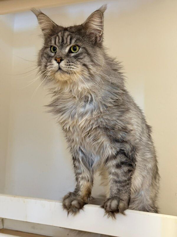 Purebred Maine Coon kittens, active, ready to leave - Image 4 of 14