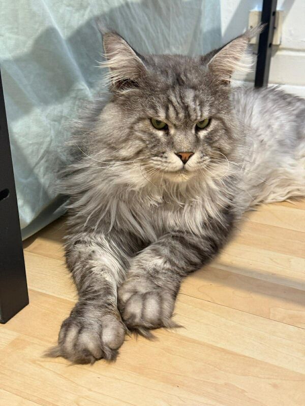 Purebred Maine Coon kittens, active, ready to leave - Image 5 of 14