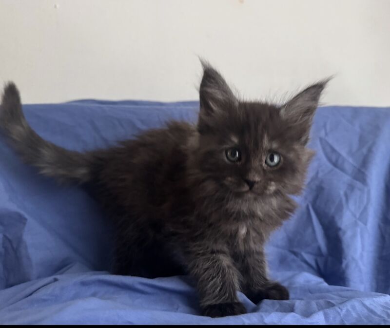 Purebred Maine Coon kittens, active, ready to leave - Image 6 of 14