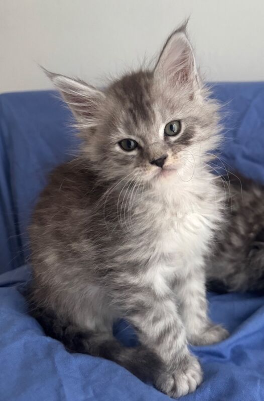 Purebred Maine Coon kittens, active, ready to leave - Image 7 of 14