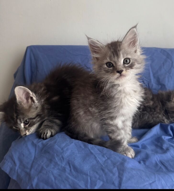 Purebred Maine Coon kittens, active, ready to leave - Image 8 of 14
