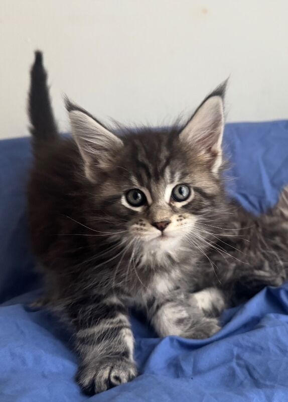 Purebred Maine Coon kittens, active, ready to leave - Image 9 of 14