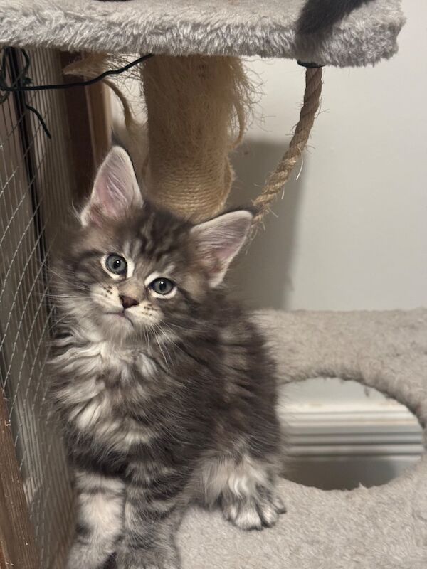 Purebred Maine Coon kittens, active, ready to leave - Image 10 of 14