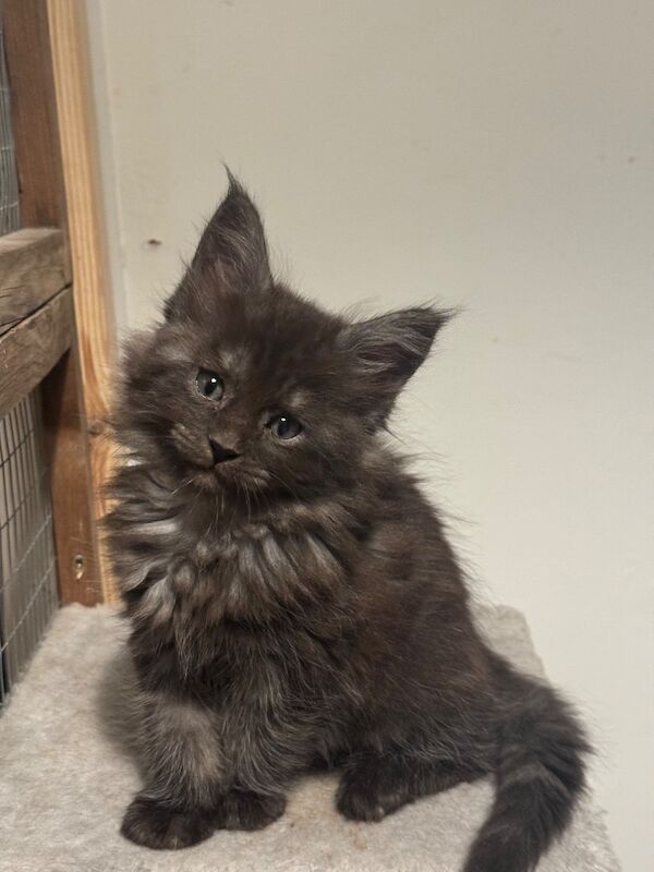 Purebred Maine Coon kittens, active, ready to leave - Image 11 of 14