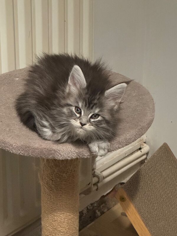 Purebred Maine Coon kittens, active, ready to leave - Image 12 of 14