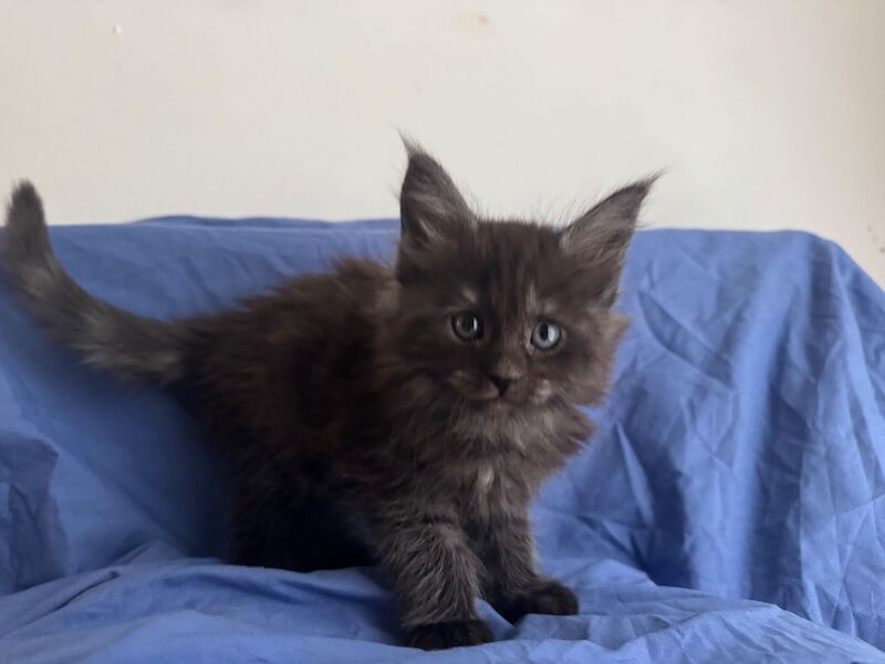 Purebred Maine Coon kittens, active, ready to leave - Image 13 of 14