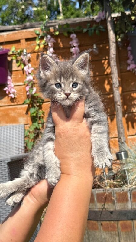 Purebred Maine Coon Kittens for Sale – Ready in July for sale in Stalybridge, Greater Manchester