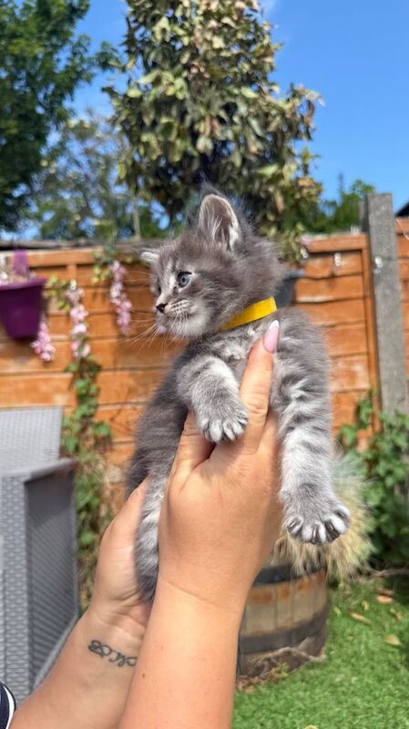 Maine Coon kittens for sale in Stalybridge, Greater Manchester – 9 months old - Image 2 of 3
