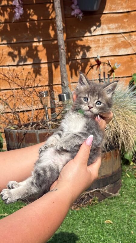 Maine Coon kittens for sale in Stalybridge, Greater Manchester – 9 months old - Image 3 of 3