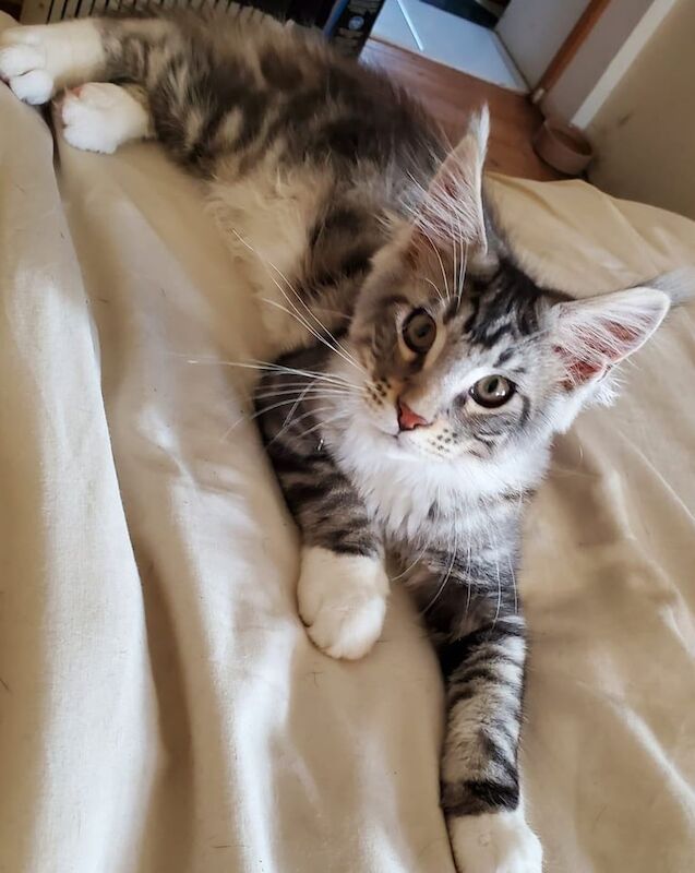 Maine Coon kittens for sale in Ballinamallard, County Fermanagh – 4 months old