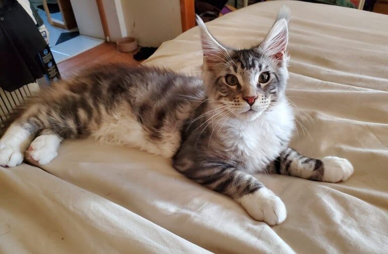 Maine Coon kittens for sale in Ballinamallard, County Fermanagh – 4 months old - Image 2 of 3