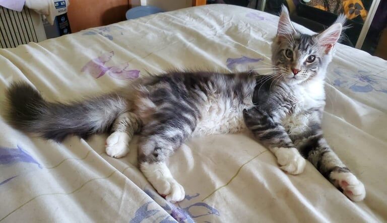 Maine Coon kittens for sale in Ballinamallard, County Fermanagh – 4 months old - Image 3 of 3