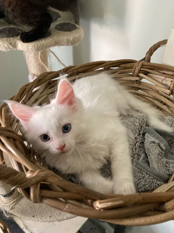 Maine Coon kittens for sale in Halstead, Essex – 3 months old - Image 2 of 3