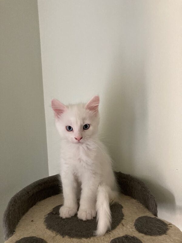 Maine Coon kittens for sale in Halstead, Essex – 3 months old - Image 3 of 3